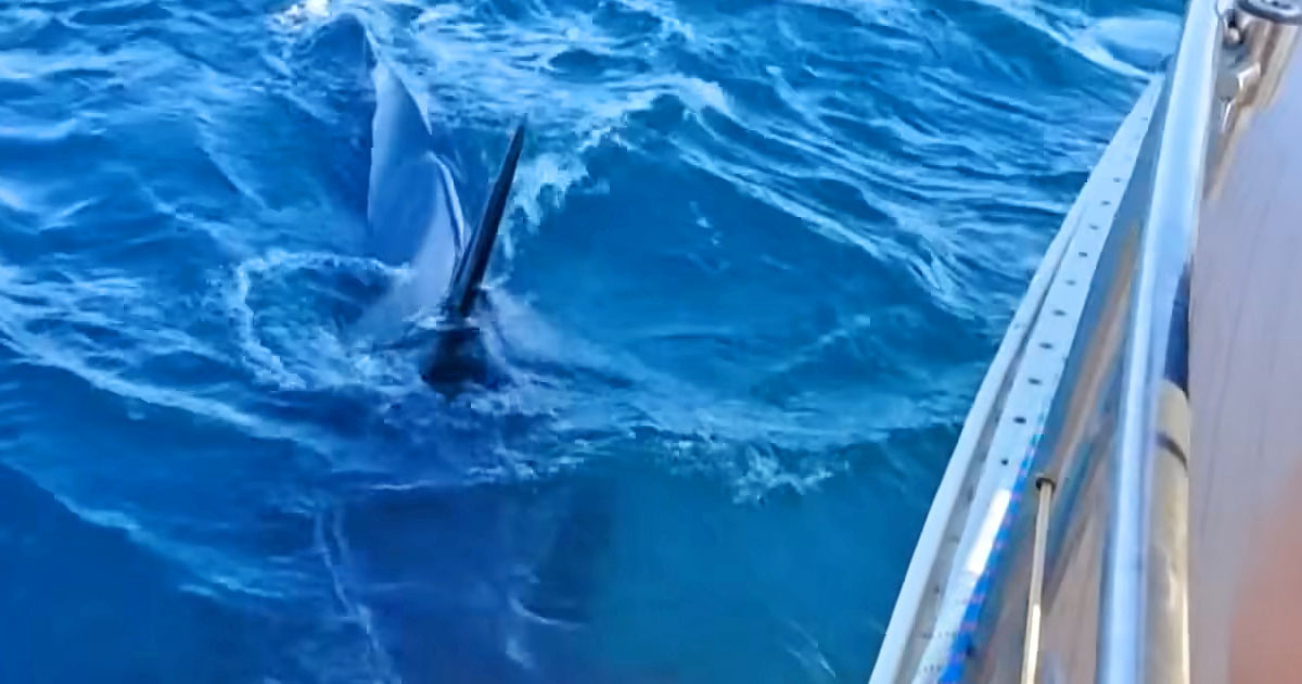 Killer Whales (Orcas) Violently Attacking and Damaging Sailboats